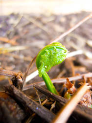 Taste of Spring: Fern