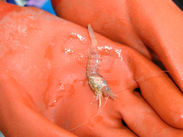 Juneau: Shrimp