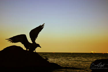 Dark Seagull Against the Twilight Sky - #2