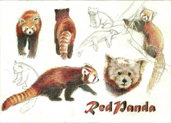 Support Red Pandas