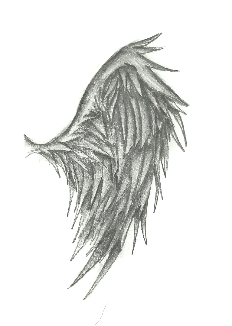 Single Wing Sketch