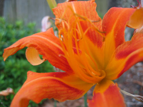 The Orange Flower