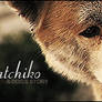 Hatchiko