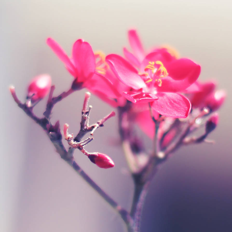 Pink flower l