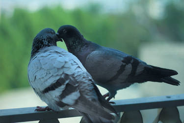 Love - Birds