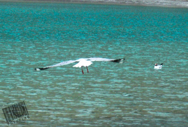 birds at a cold desert