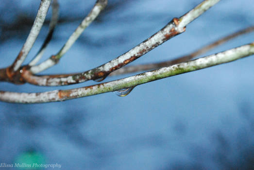 Rain Drops On Branches