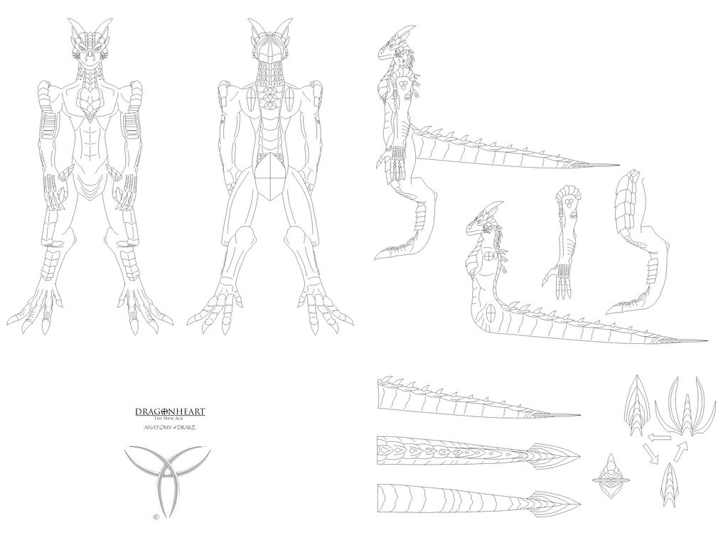 Drake Anatomy Front Side Back and Tail View by Vakama3 on DeviantArt