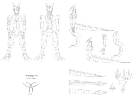 Drake Anatomy Front Side Back and Tail View