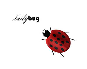 ladybug