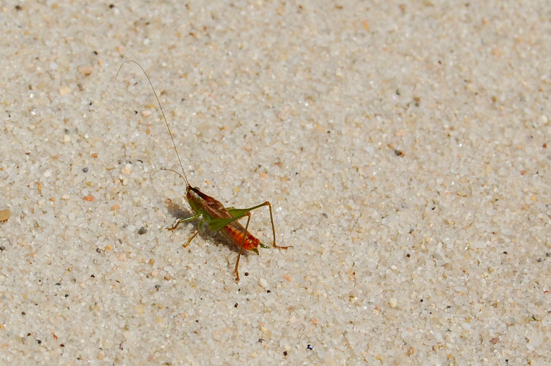 Sand Strider by isobellefox on DeviantArt
