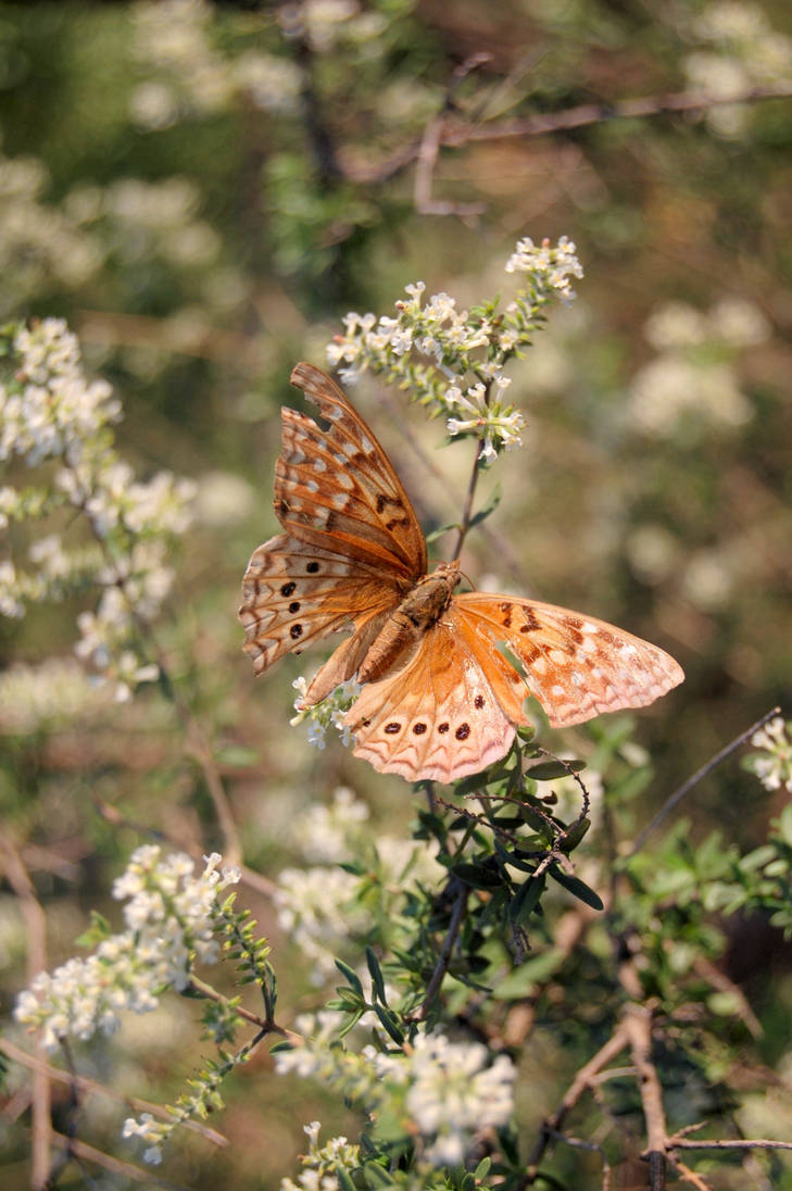 Tawny Emperor