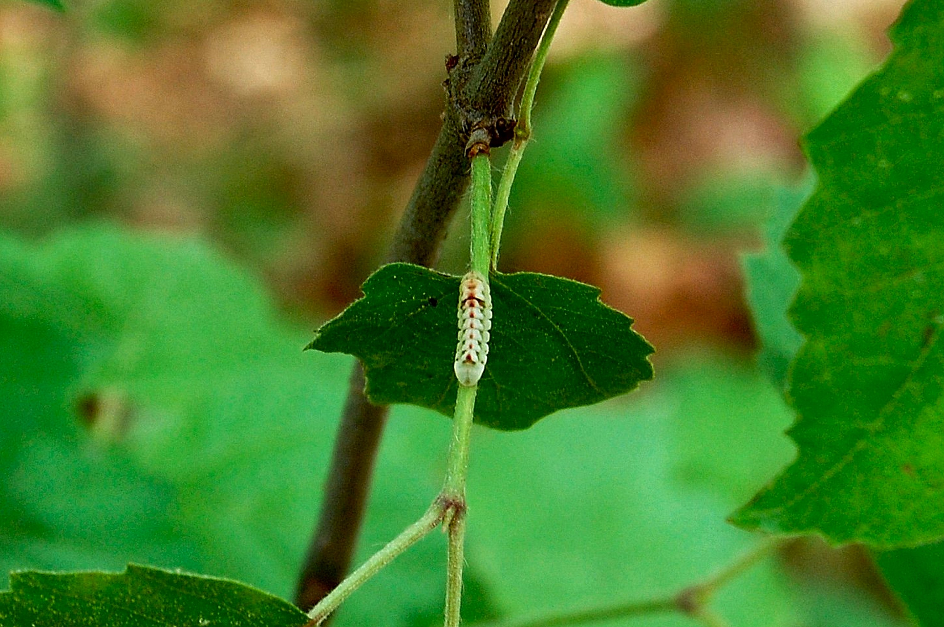 Spring Azure Caterpillar