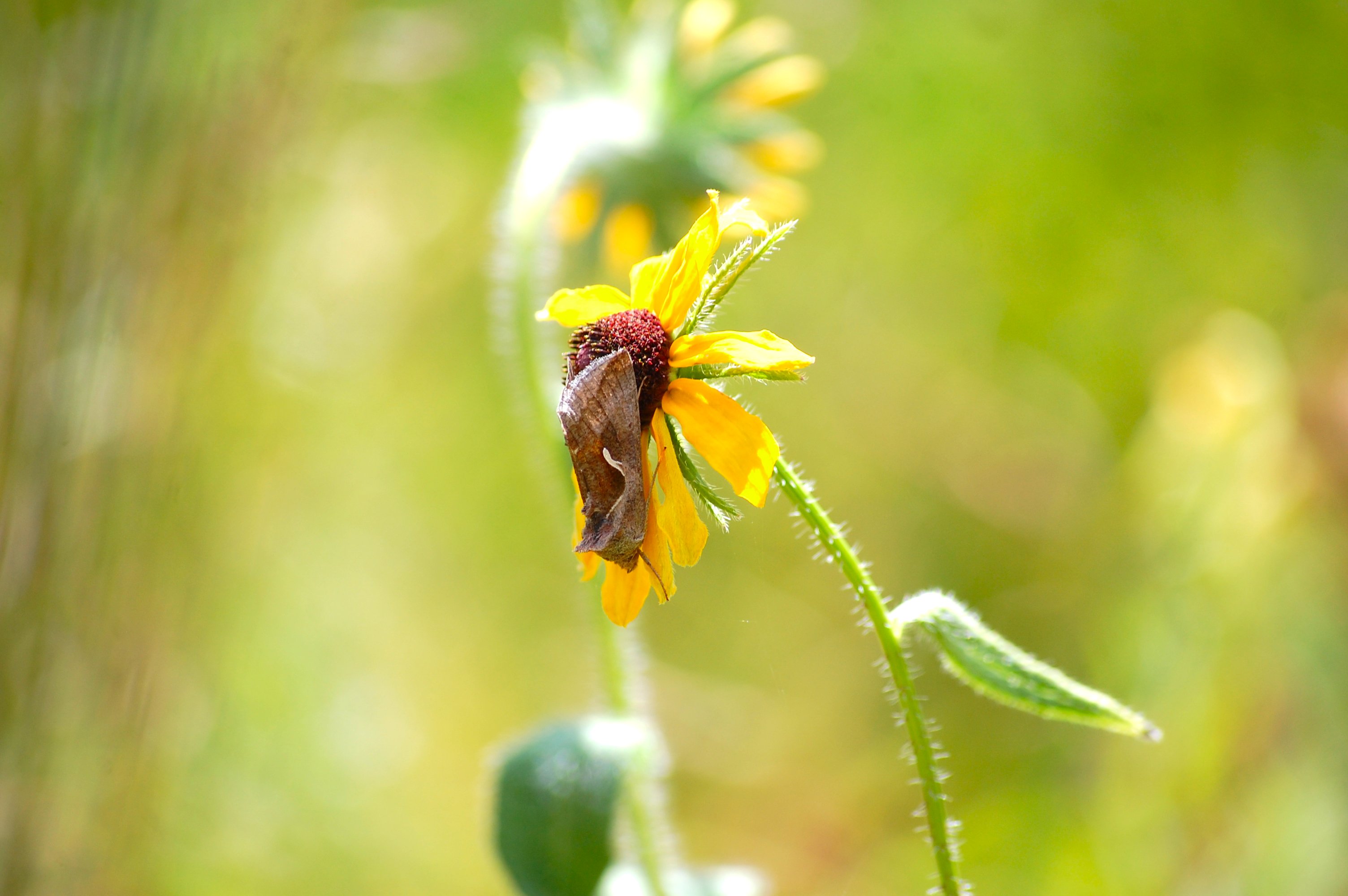 Celery Looper -Anagrapha falcifera