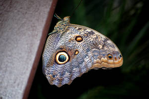 Owl Butterfly - Caligo Eurilochus 2