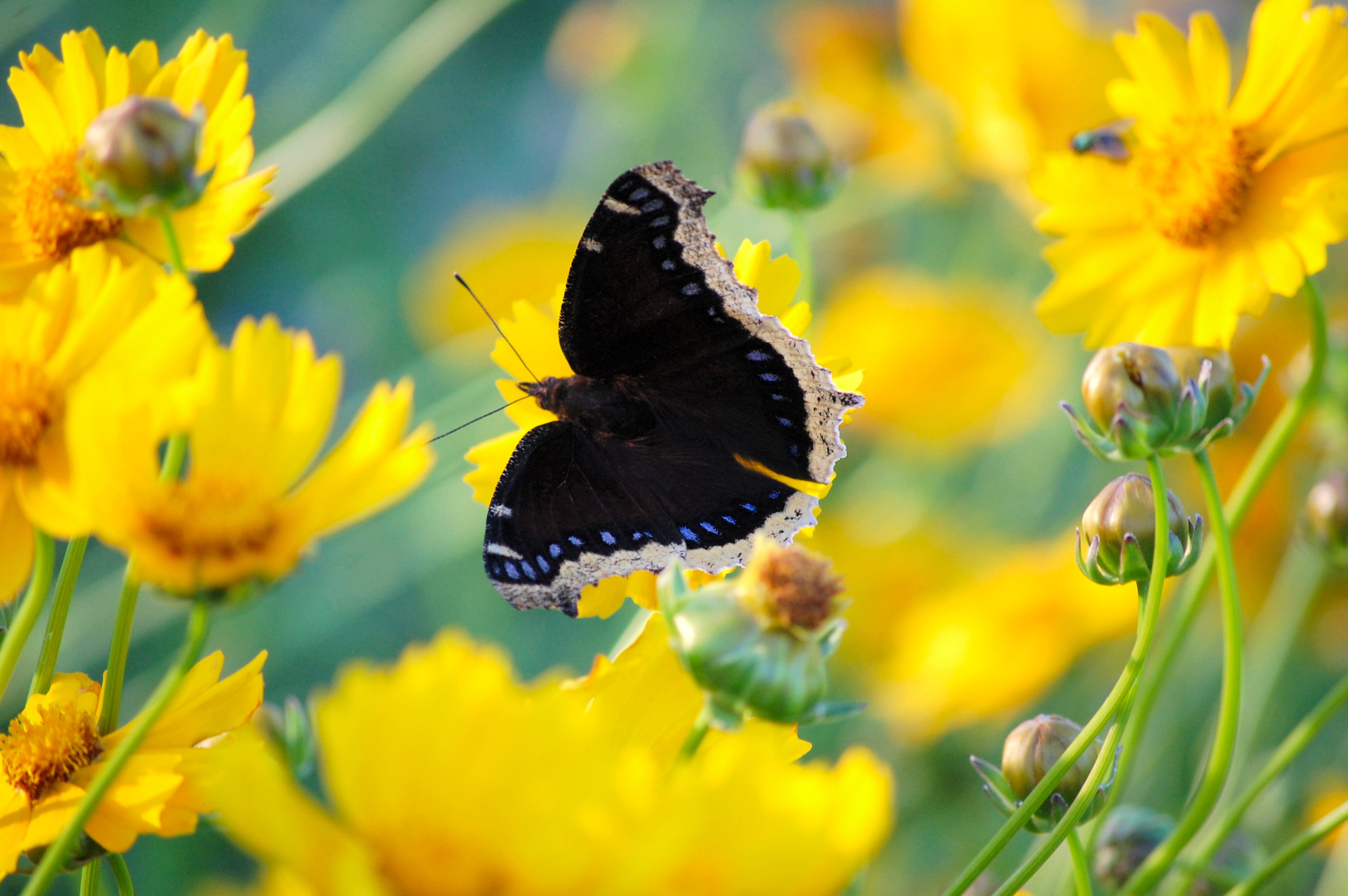 Mourning Cloak - Nymphalis antiopa 4