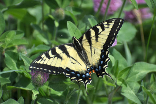 Tiger Swallowtail 6-10-20