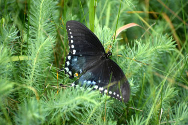 Spicebush Swallowtail 7-15-20