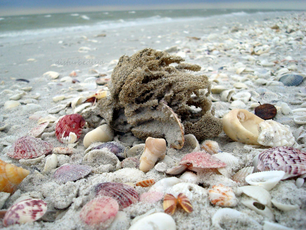 Shells_06 by SushiSprinkles on DeviantArt