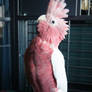 Taffi the Lutino Galah