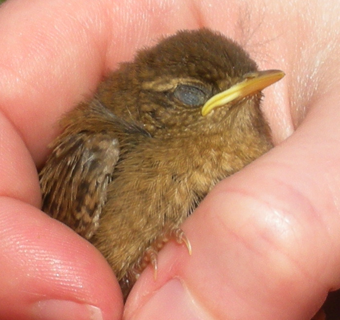 Baby Wren