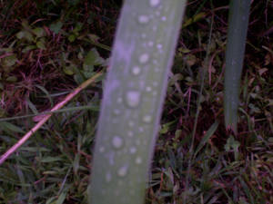 dewdrops