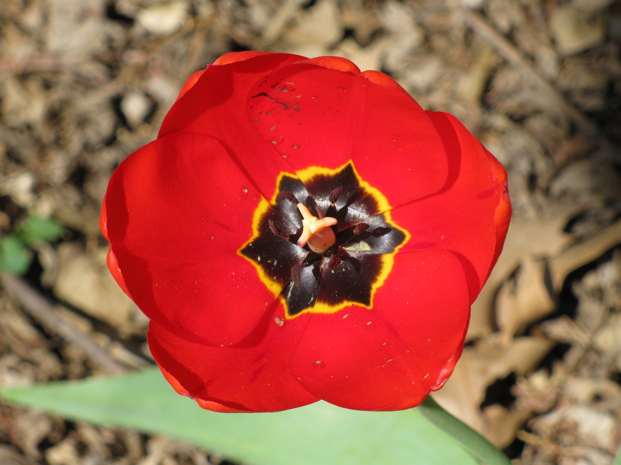 Battle weary tulip