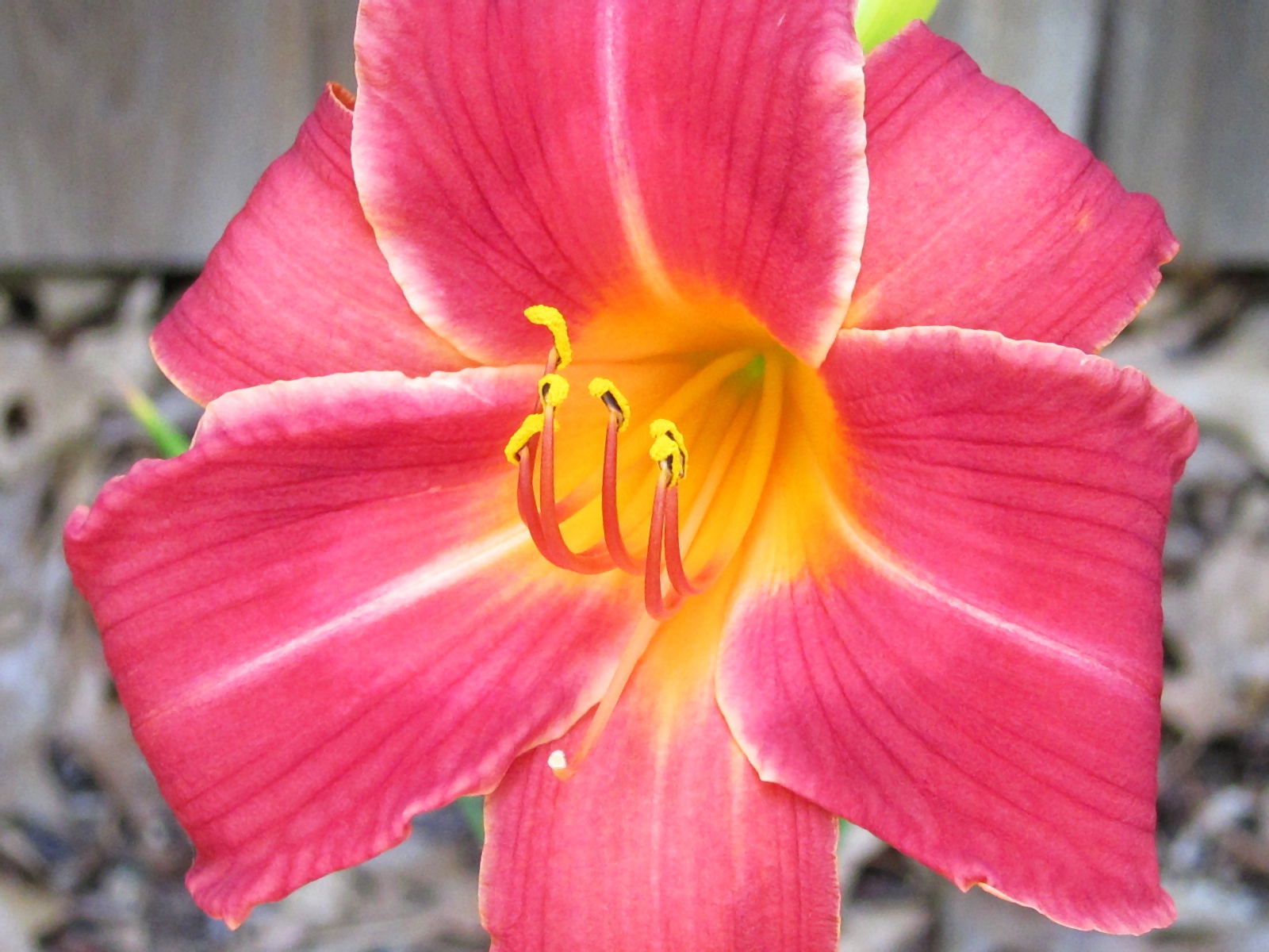 Amaryllis S95 62113 005g