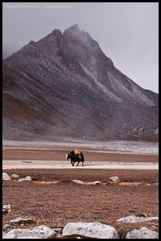 Yak beyond Rinchen Zoe La