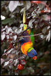Rainbow lorikeet by Dominion-Photography