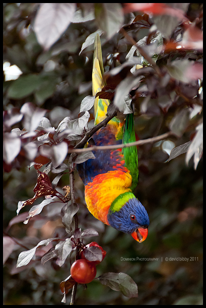 Rainbow lorikeet