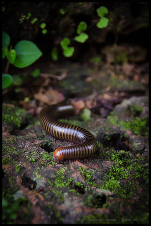 Millipede by Dominion-Photography