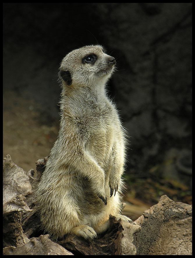 Meerkat 1