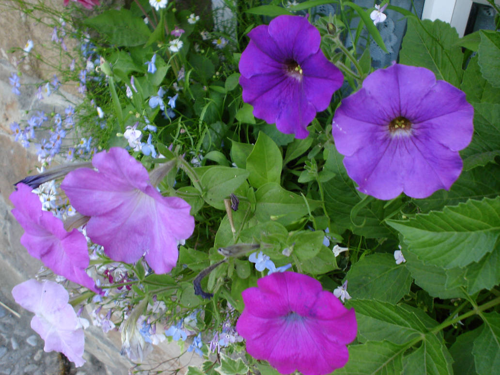 Gradation by indyrockjess on DeviantArt