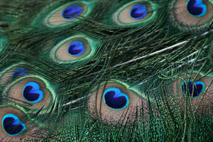 Peacock Feathers