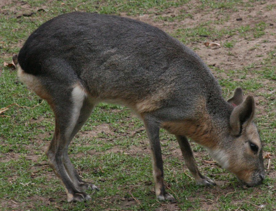 The Rabbit Kangaroo Dog Thing2 by newdystock on DeviantArt