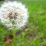 Dandelion from October