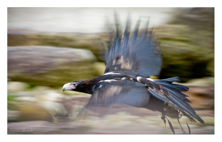 Wedge-tailed Eagle