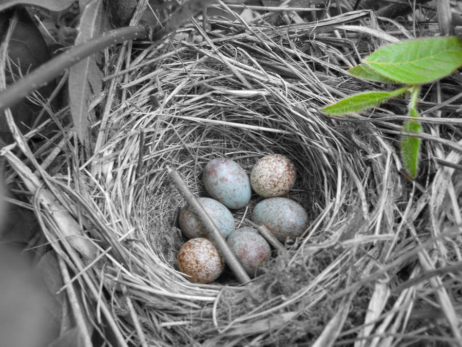 Blue Jay Nest By Shikanara08 On Deviantart Blue Jay Nest By Shikanara08 On Deviantart