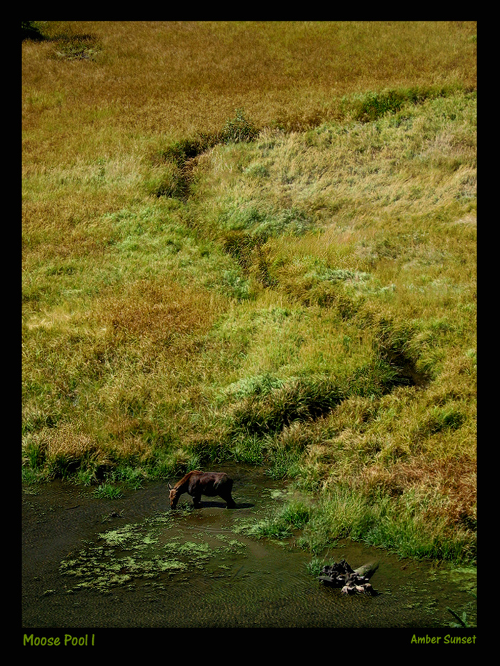 Moose Pool I