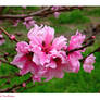Peach Tree Blossom