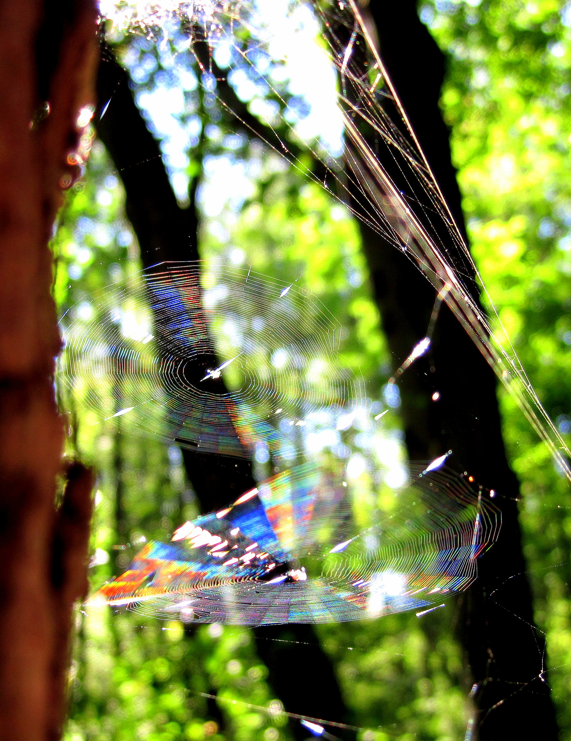 Prismatic Webs