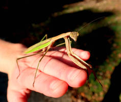 Autumn Mantis 2