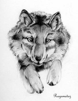 Pretty Wolf