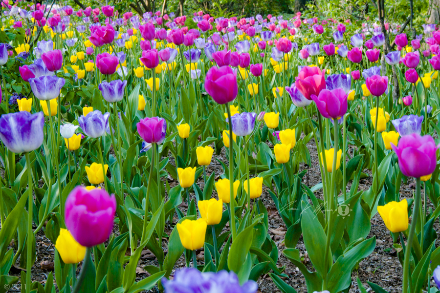 Amongst the Tulips