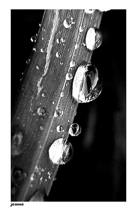 a drops of rain III