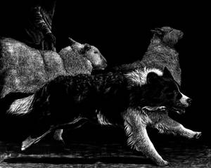 Border Collie Scratchboard