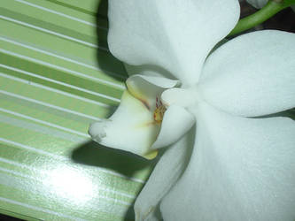 orchid