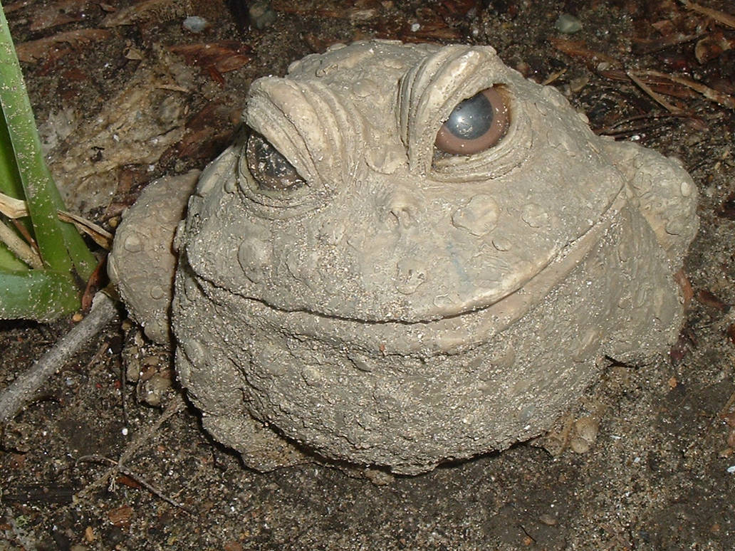 Garden Toad