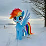 Little Dashie
